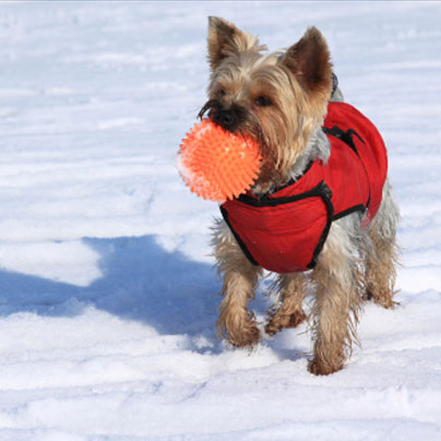 playing dog