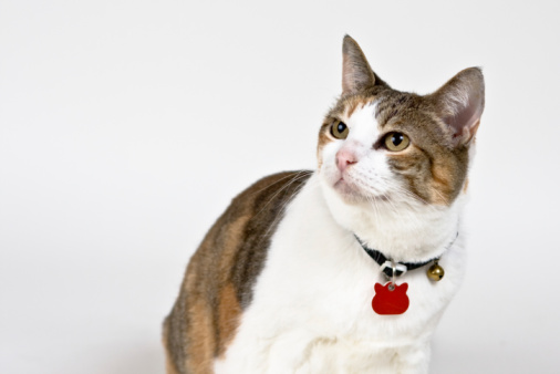 Calico cat in the studio.