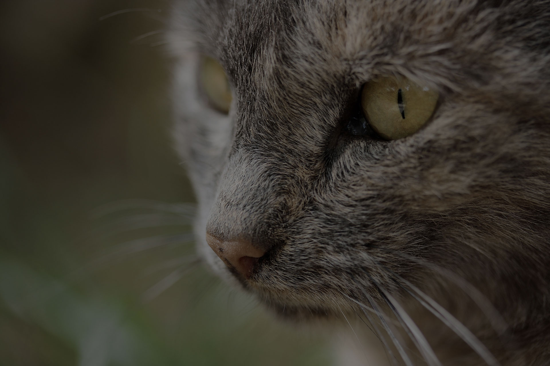 Closeup of Hypnotic Cat Eyes and Face.