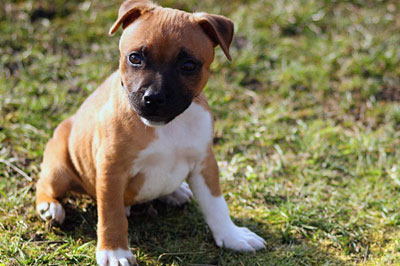 cute puppy siting in the grass
