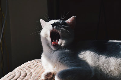 cute cat yawning while lying near the window