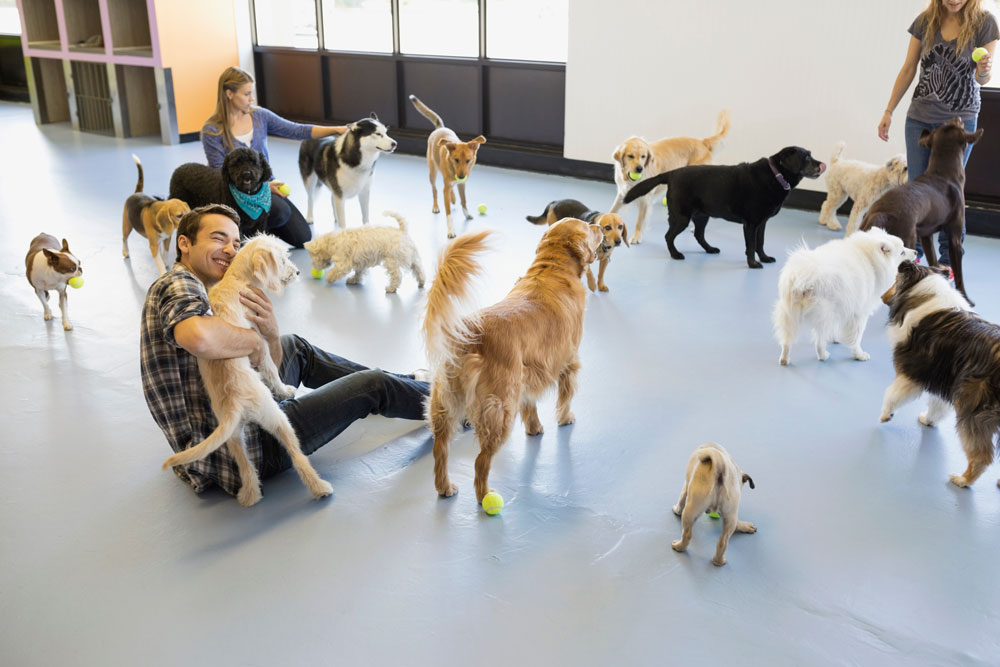 People engaging with dogs at a dog daycare facility.