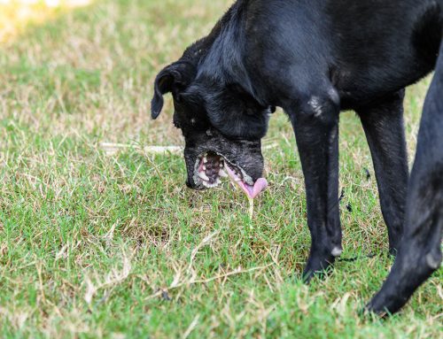 Why Does My Pet Keep Vomiting? A Guide to Chronic GI Problems
