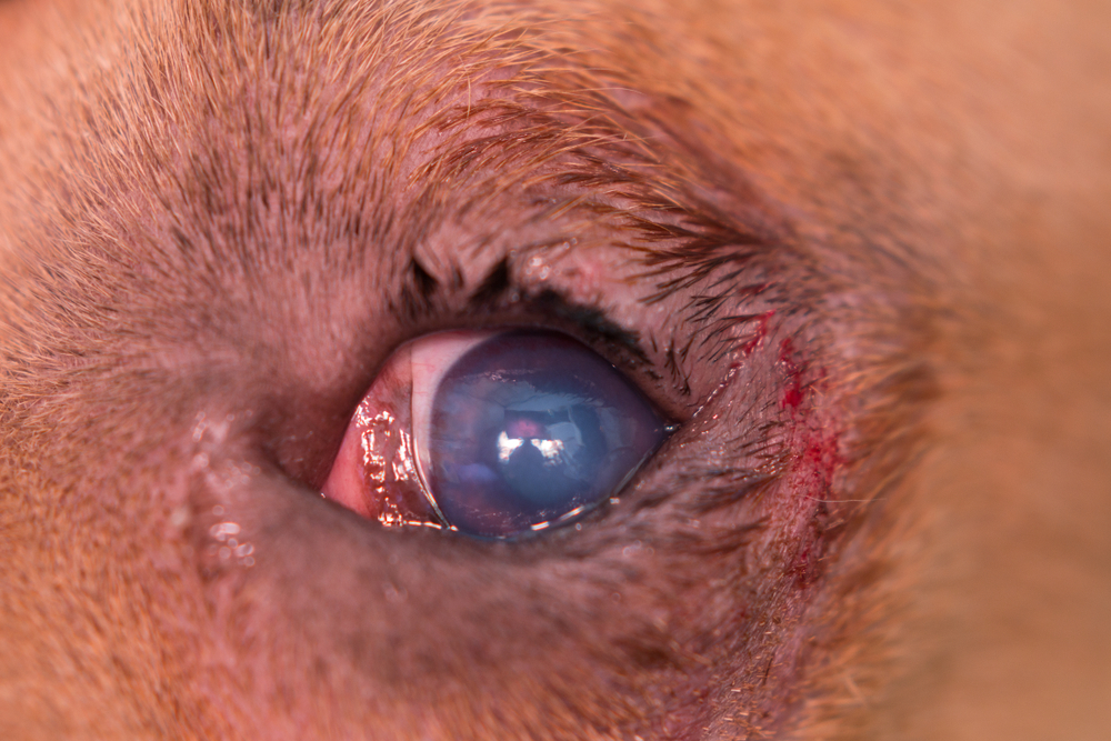 Close-up of a dog's eye showing signs of entropion, an inward-rolling eyelid condition.