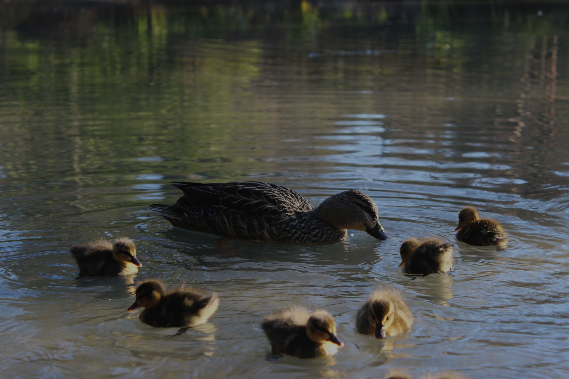 Duck and ducklings are in the pond