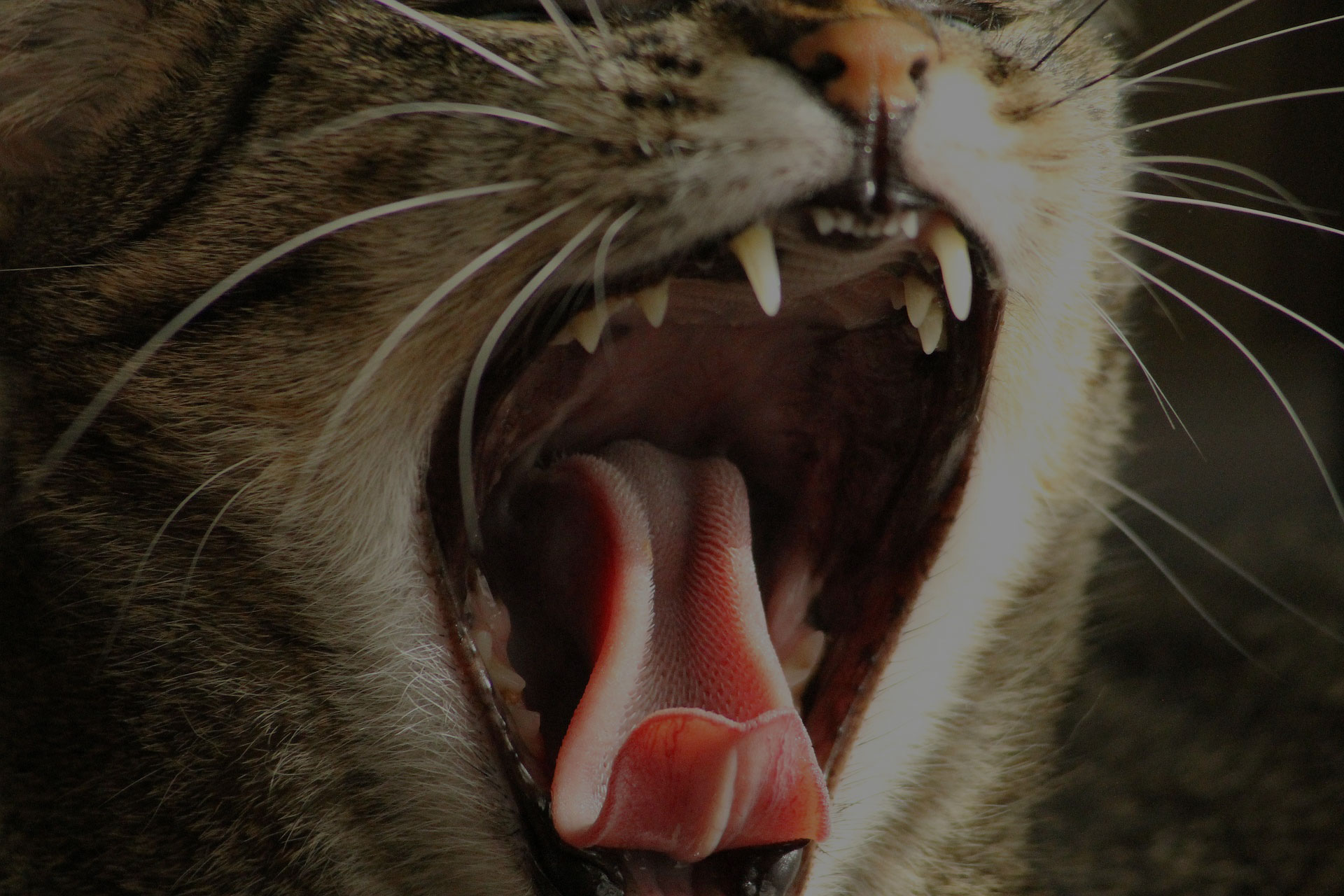 cat yawning mouth close up