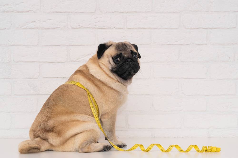 Cute overweight pug dog sitting and looking forward, showing excess body weight.