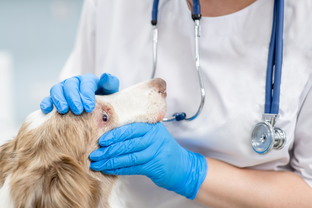 Veterinarian performing a routine eye examination on a pet to assess eye health.