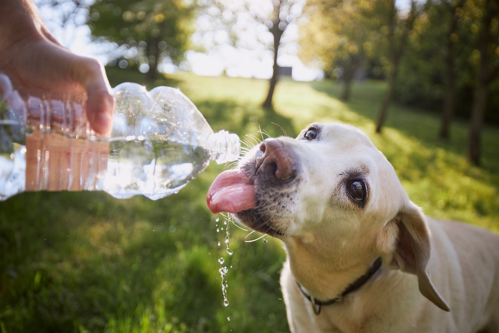 Dog staying hydrated by drinking water, highlighting the importance of fluid intake, dehydration prevention, and daily pet wellness during warm weather and routine activities.