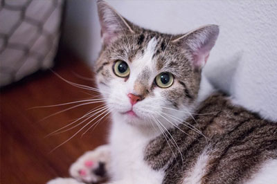 cute cat watching towards the camera