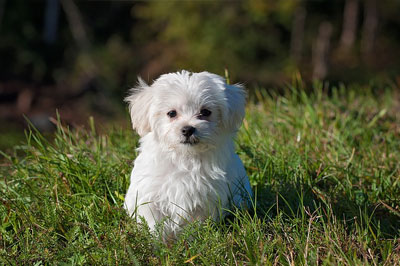 white pekingese dog siting in the grass