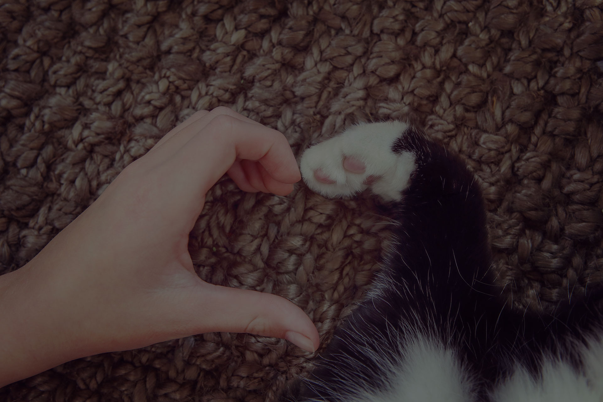 Person's hand and a cat's paw making a heart shape