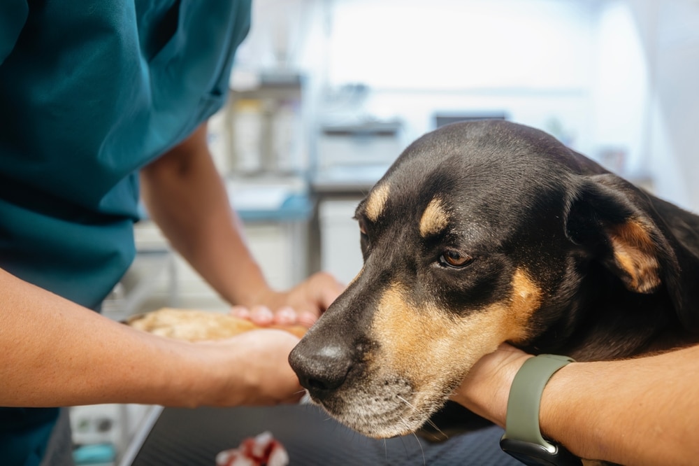 Veterinarian examining a dog to diagnose illness during a health checkup.