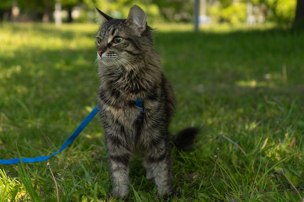 A fluffy tabby cat stands in a grassy field wearing a blue harness and leash, looking off to the side.