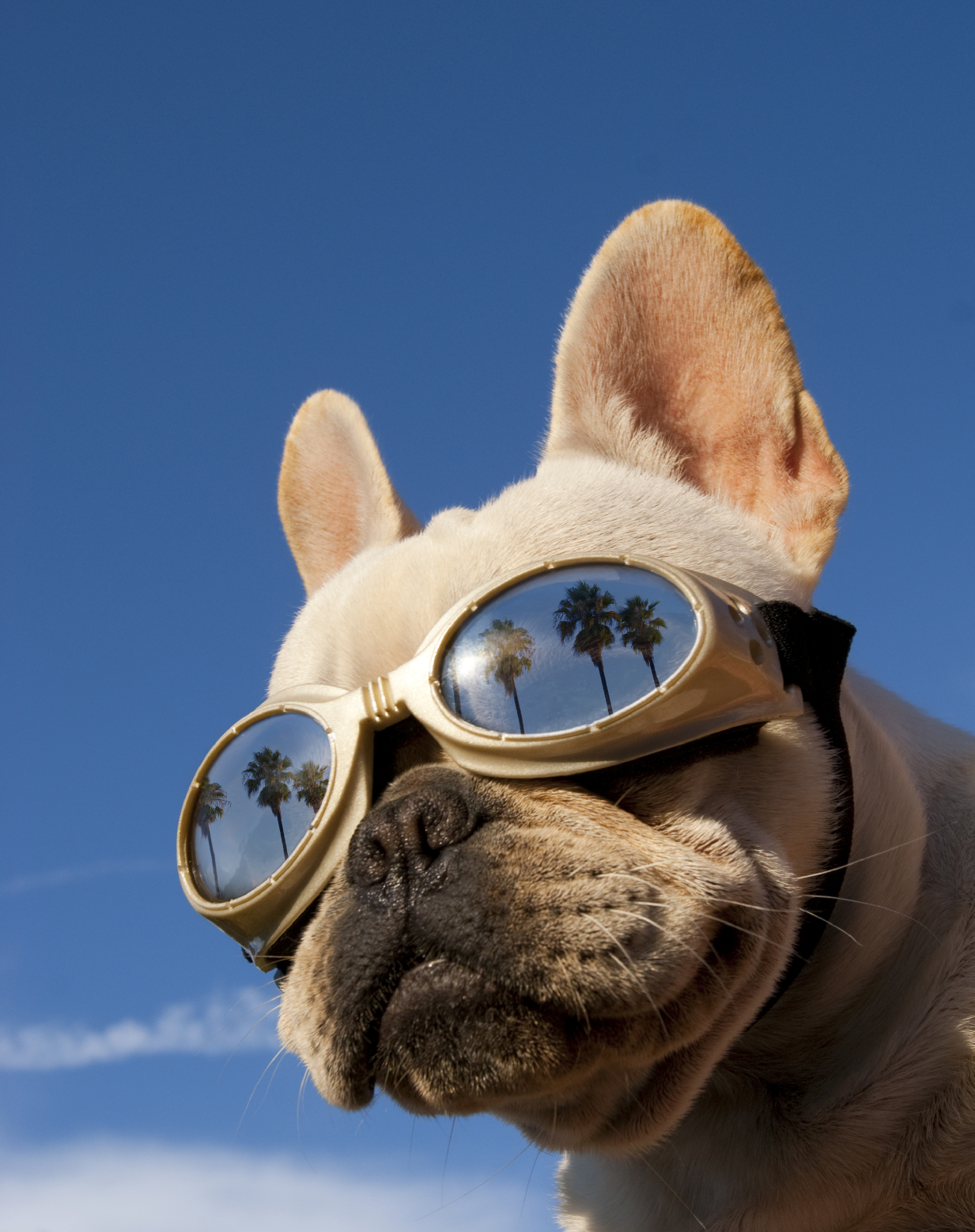 Dog wearing goggles