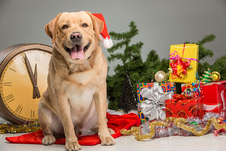 dog with gifts