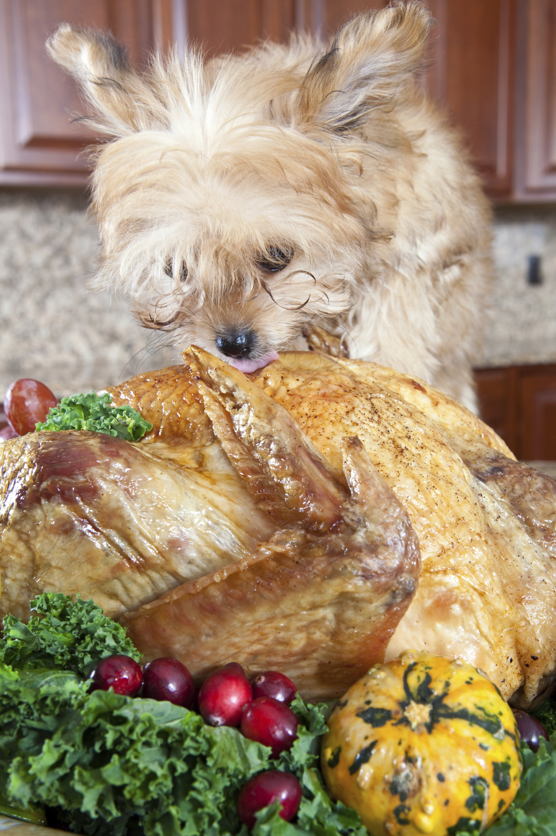 dog eating Turkey