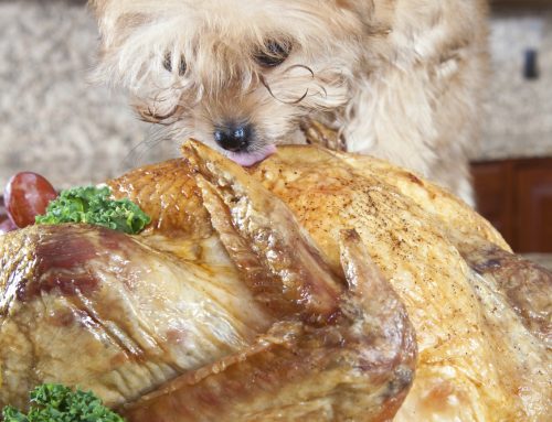 Thanksgiving Pet Safety Tips