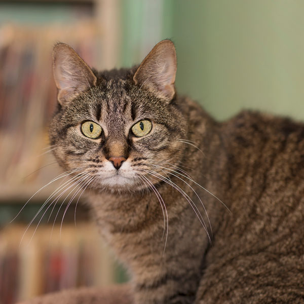our-methods cat watching weirdly towards the camera
