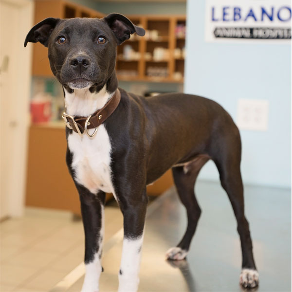 a dog standing on the table in the laboratory.