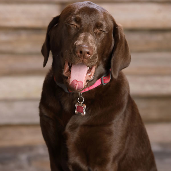 a cute chocolate color Labrador dog yawning