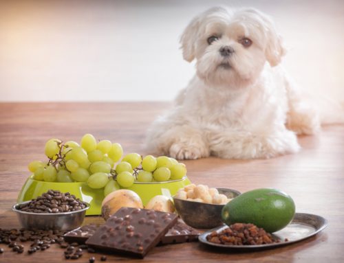 The Pet Toxin Home Tour