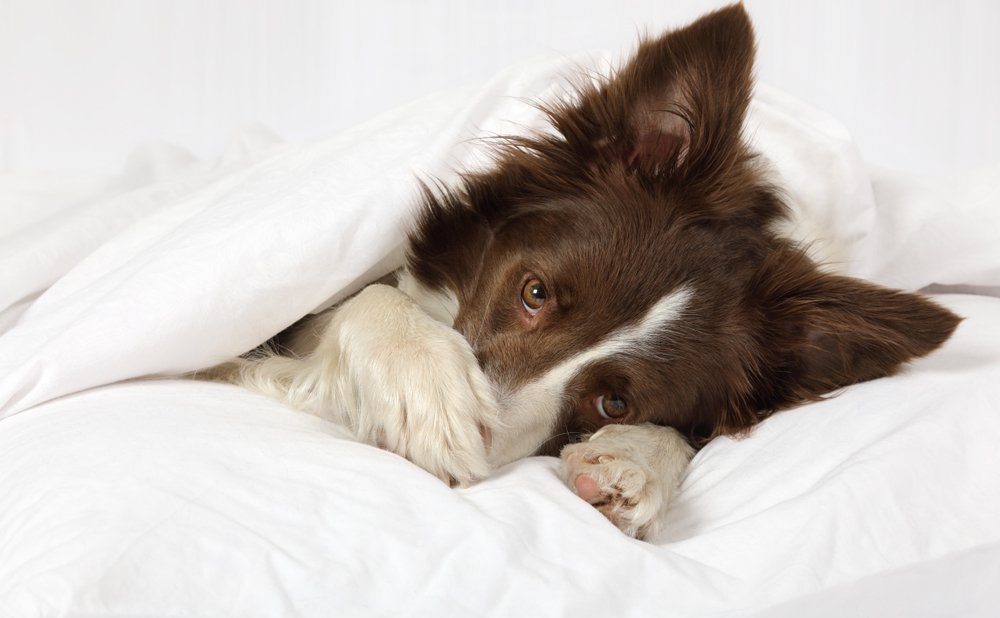 Adorable Collie border breed dog lying in bed covering her face with a paw