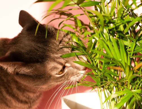 Playing It Safe: 7 Ways to Pet-Proof Your Home