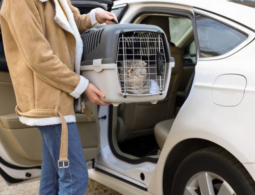 Emergency Preparedness for Your Pet