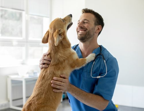 How Veterinarians Help Pets in Unexpected Ways