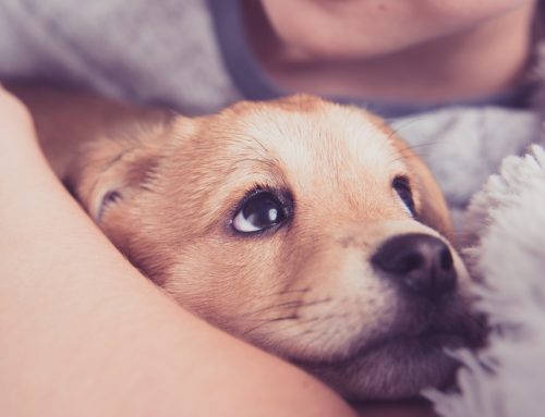 What to Expect When You’re Expecting (A New Puppy): Your Puppy’s First Year