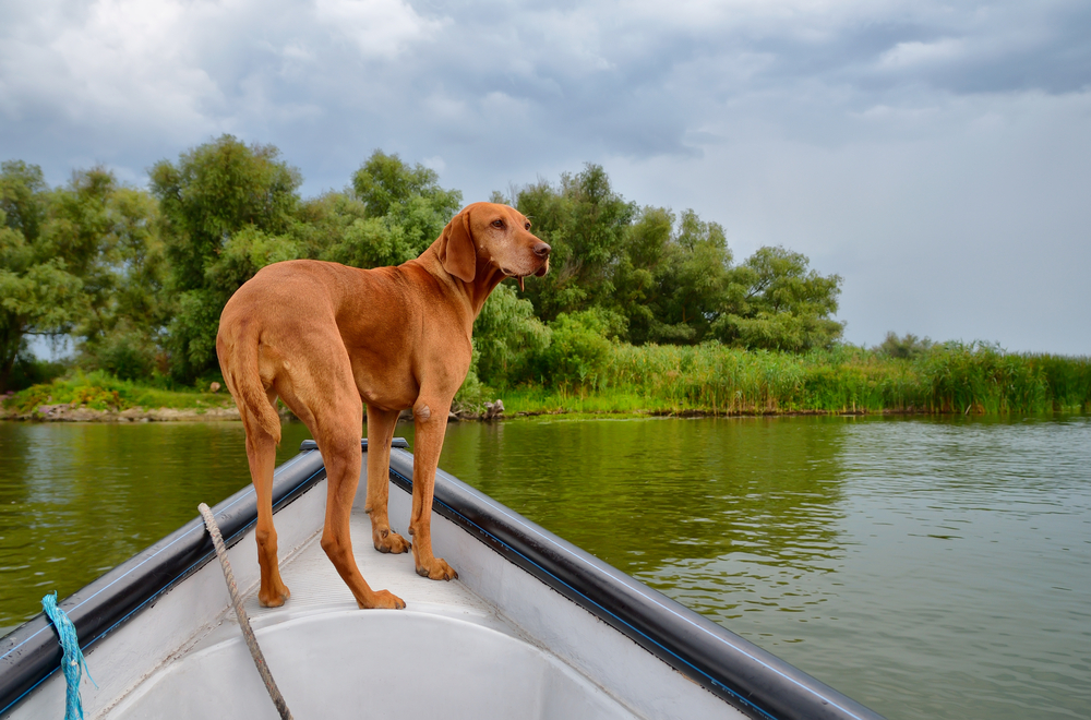 Brown dog on a fishing boat in Danube Delta