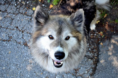 happy husky looking up to the camera